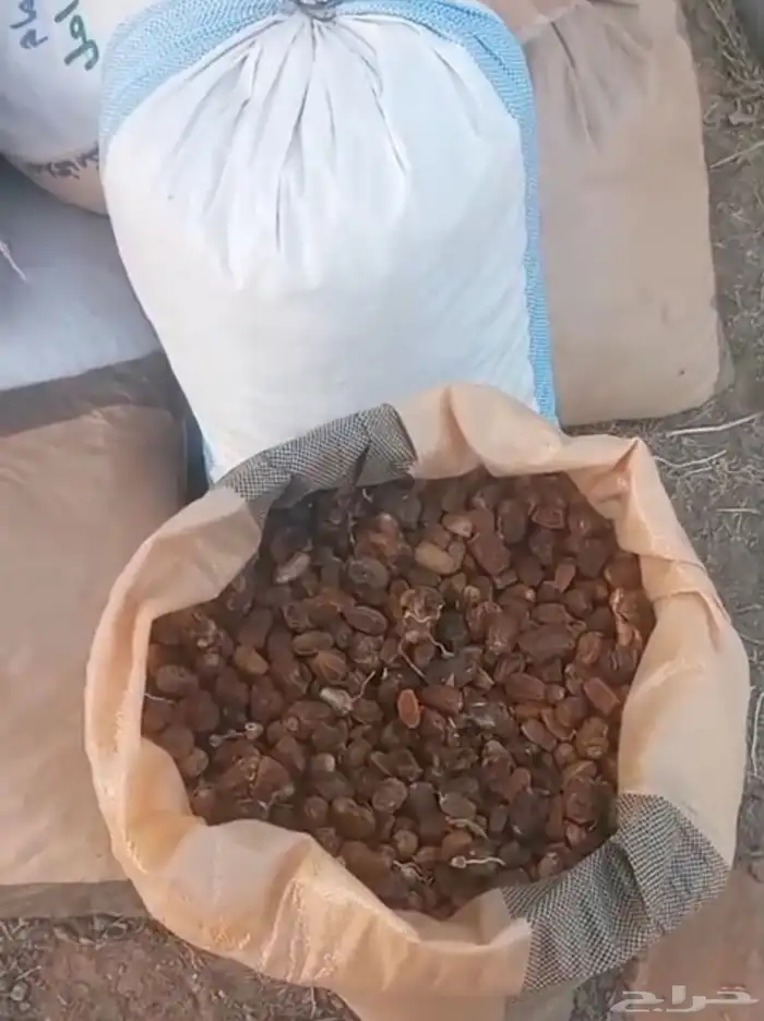 تمر يابس للحلال الف خيشه للبيع جمله 0