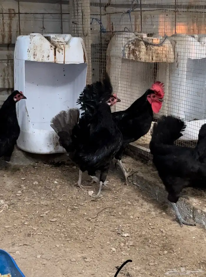 السلام عليكم. دجاج بلدي. 0