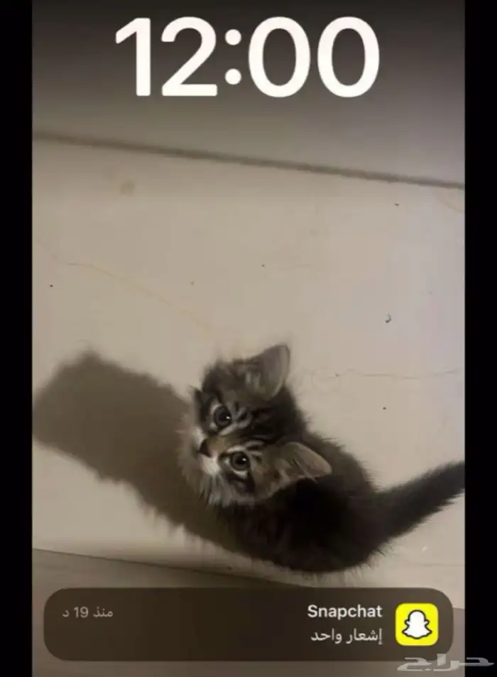 قطه شيرازي مع اغراضها للتبني 1