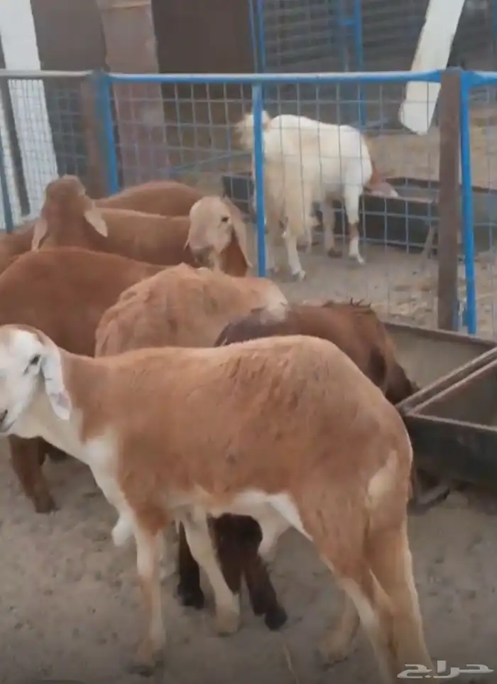 طليان سواكن حمري 1