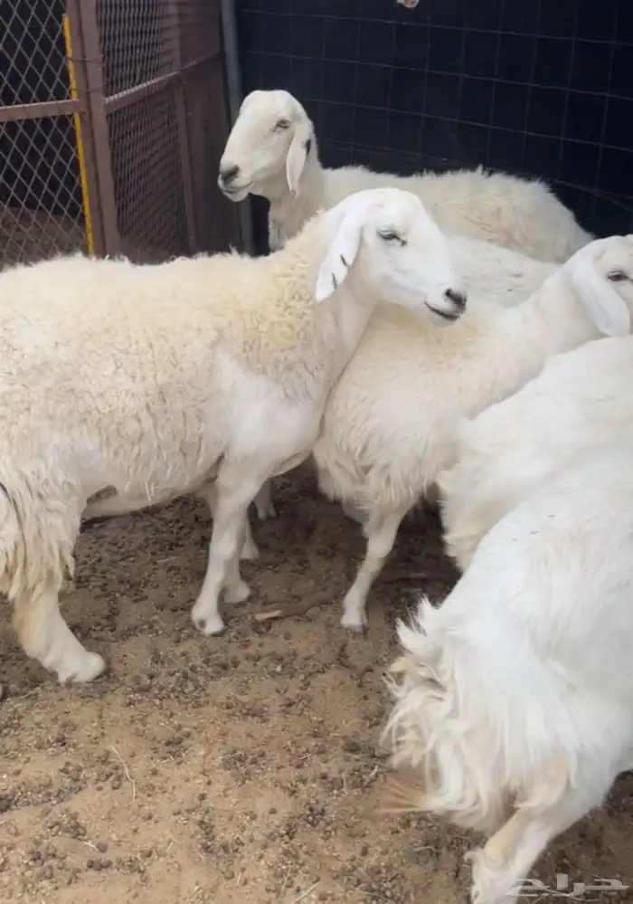 غنم للبيع العدد6 0