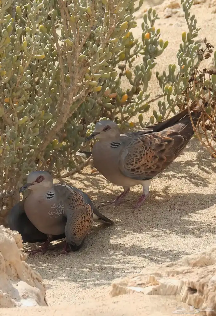 ق.مري نزل للمحميات 0