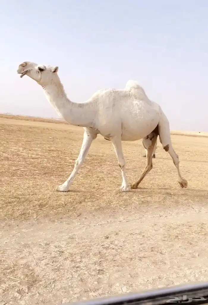 اللقحه الوضحا الكفو 1