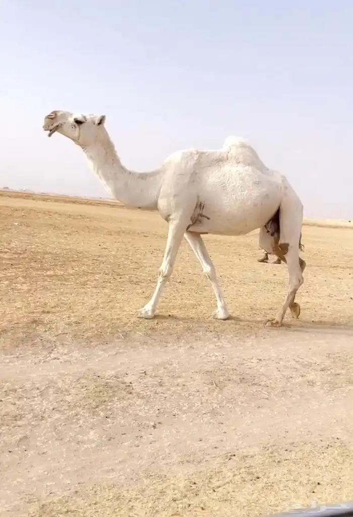 اللقحه الوضحا الكفو 2