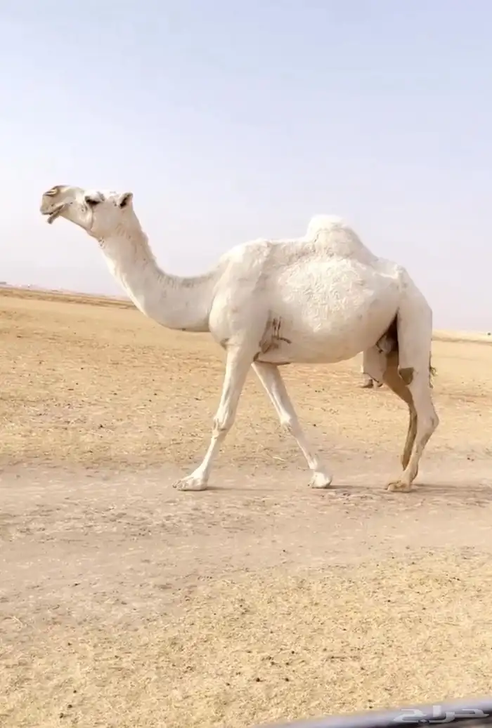 اللقحه الوضحا الكفو 0