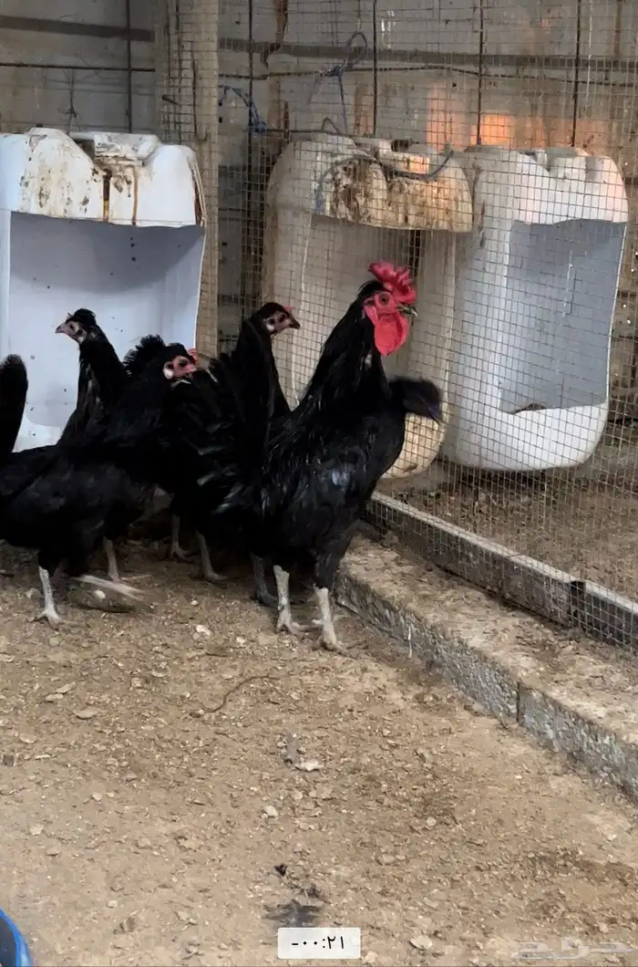 السلام عليكم. دجاج بلدي. 2