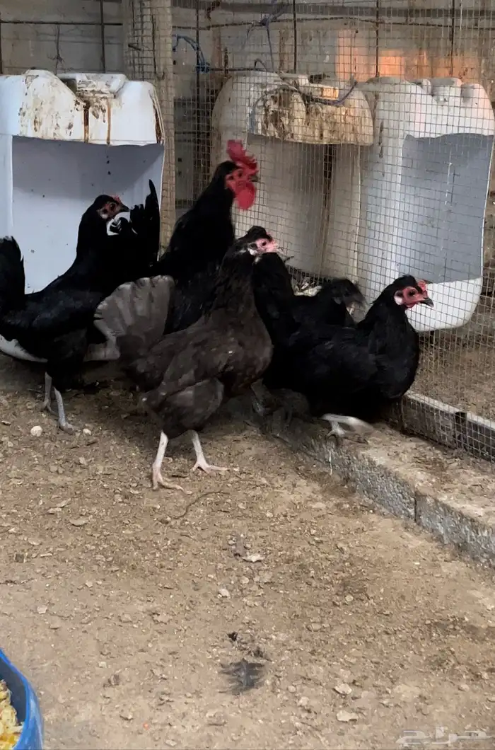 السلام عليكم. دجاج بلدي. 1