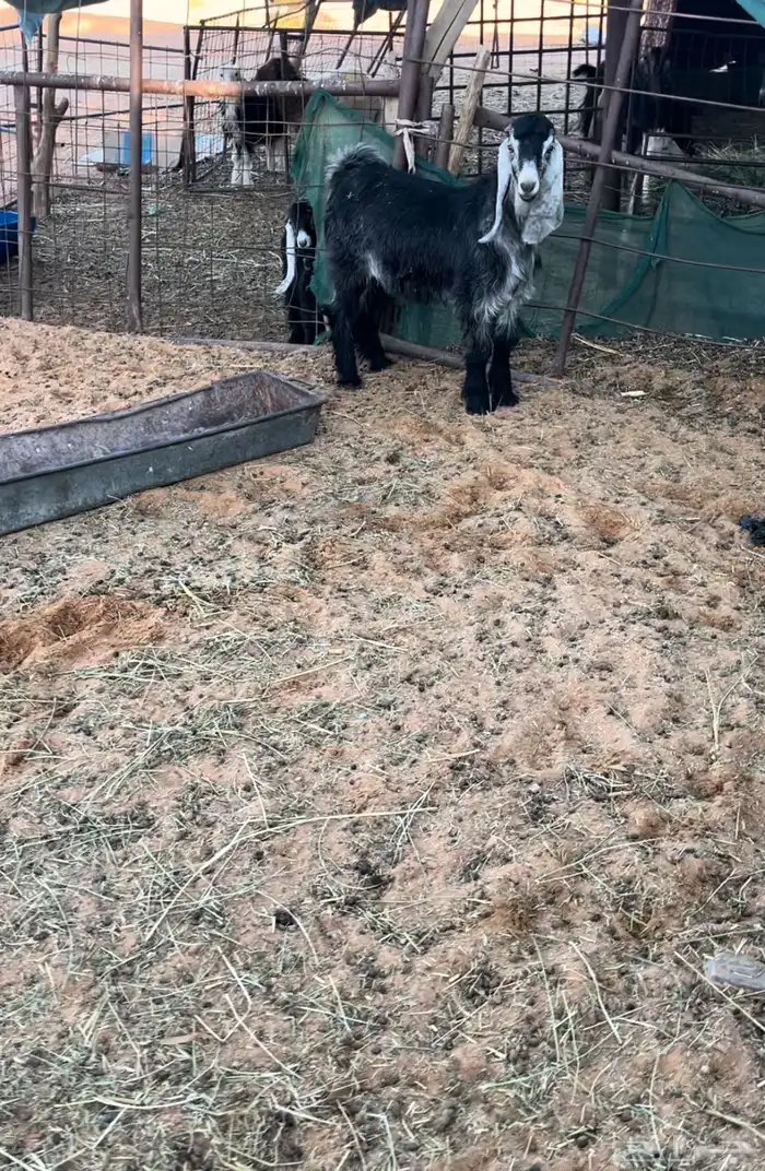 خرفان وتيس وجفره 1