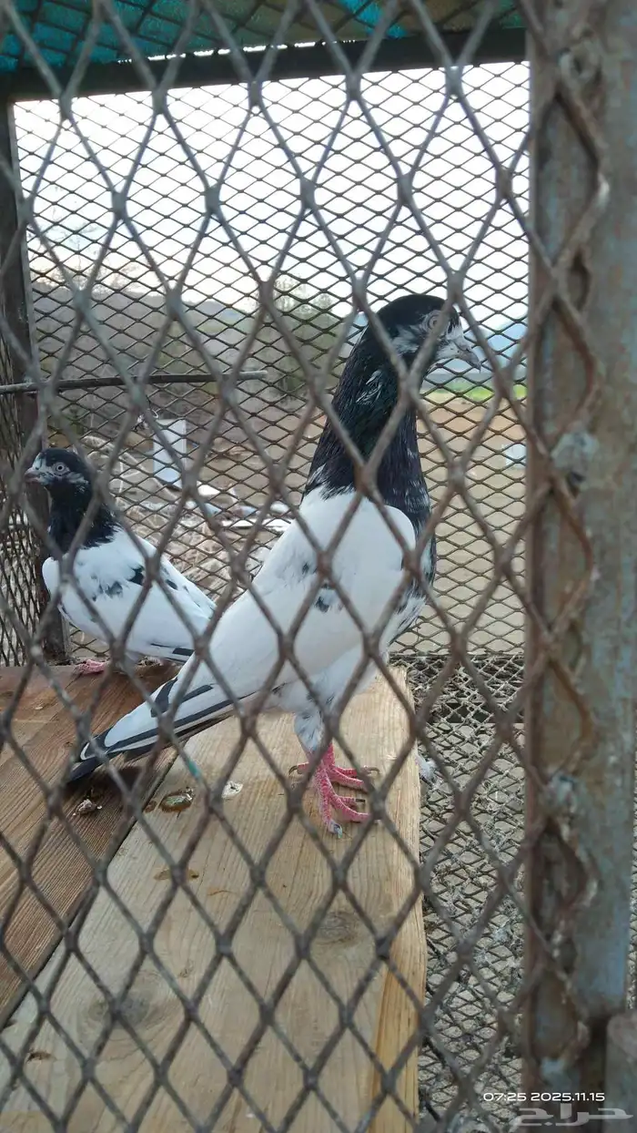 زوج تيدي منتج 0