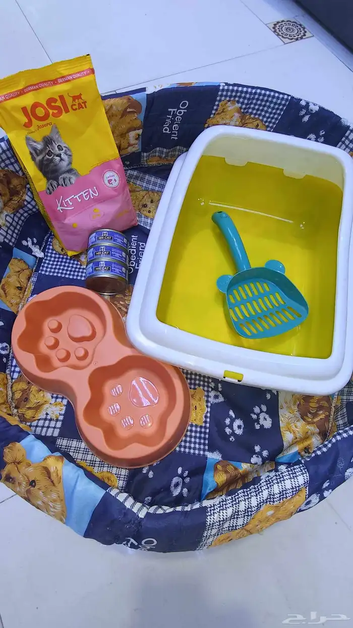 للبيع 4 قطط مع مستلزماتها 7