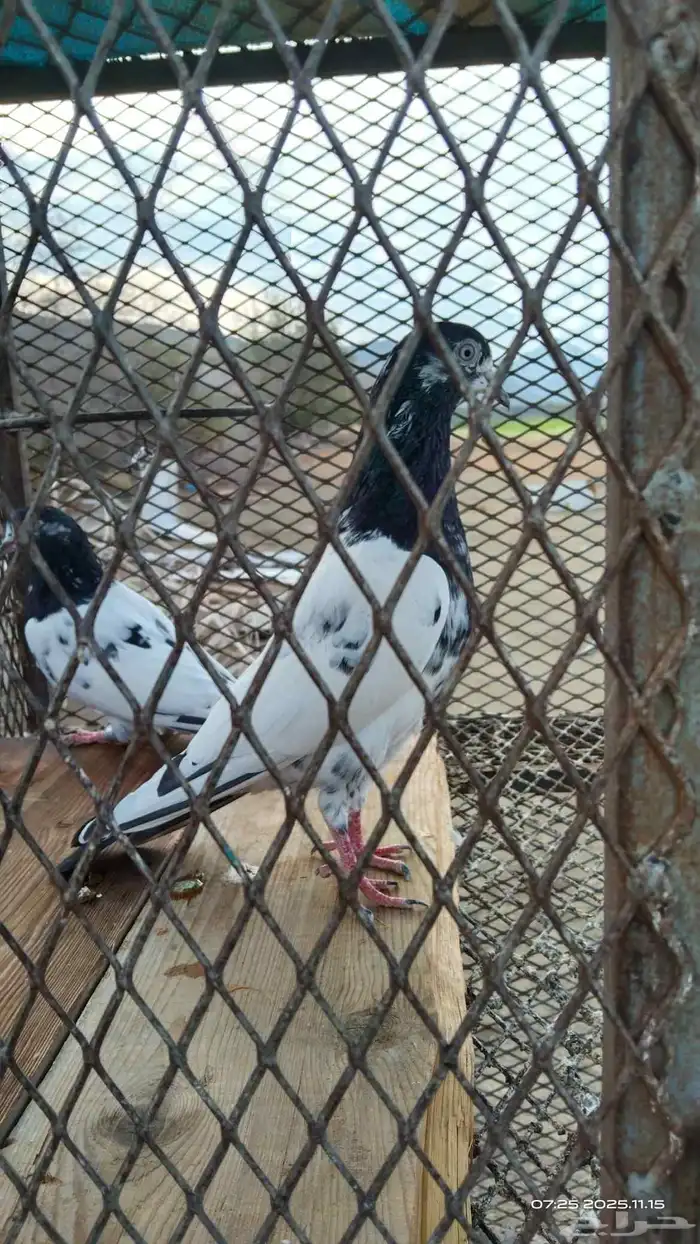 زوج تيدي منتج 4