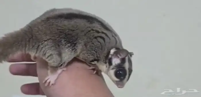 سنجاب طائر (شوقر قلايد) 0