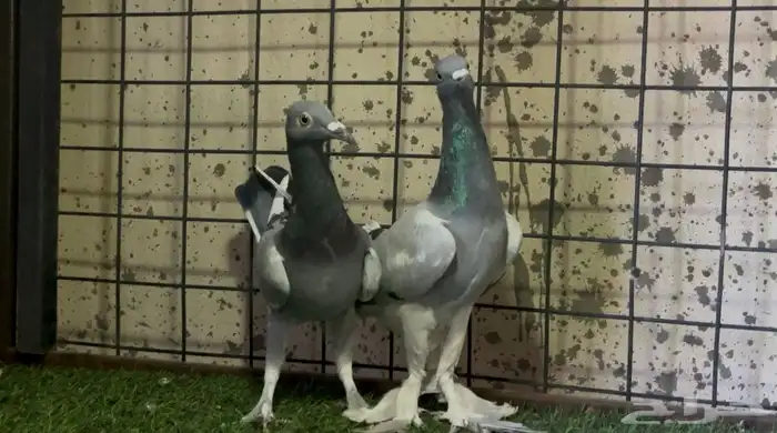 للبيع جوز حمام سمبوسه 1