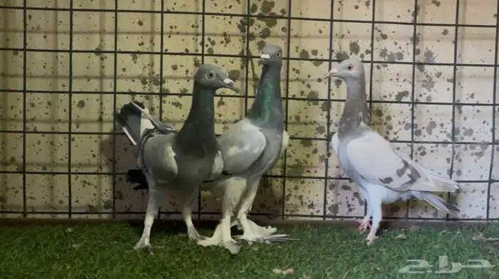 للبيع جوز حمام سمبوسه 0