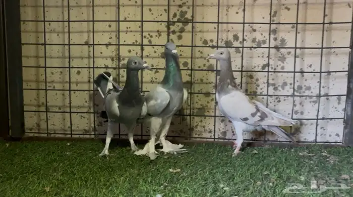 للبيع جوز حمام سمبوسه 2