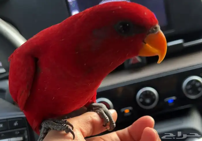 رد لوري للبيع 0