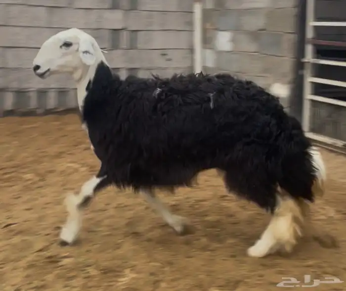 رخل جذعه دافع 2