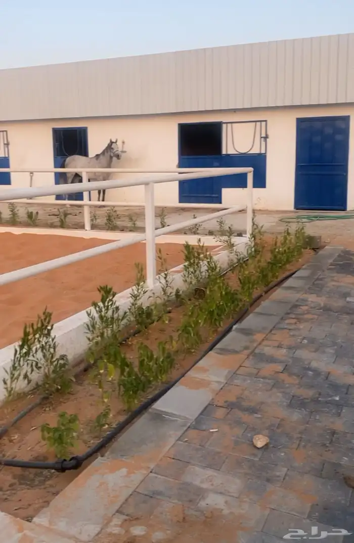 مربط السلطان 9