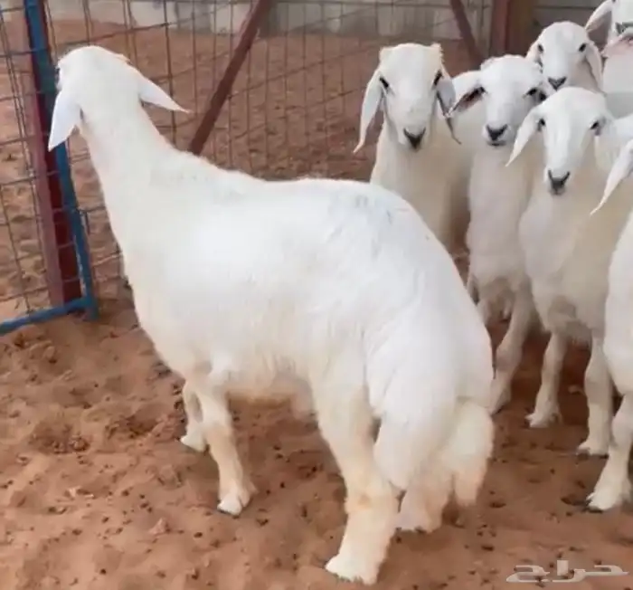 ذبايح للبيع تابي و تمارا حري نعيمي 1