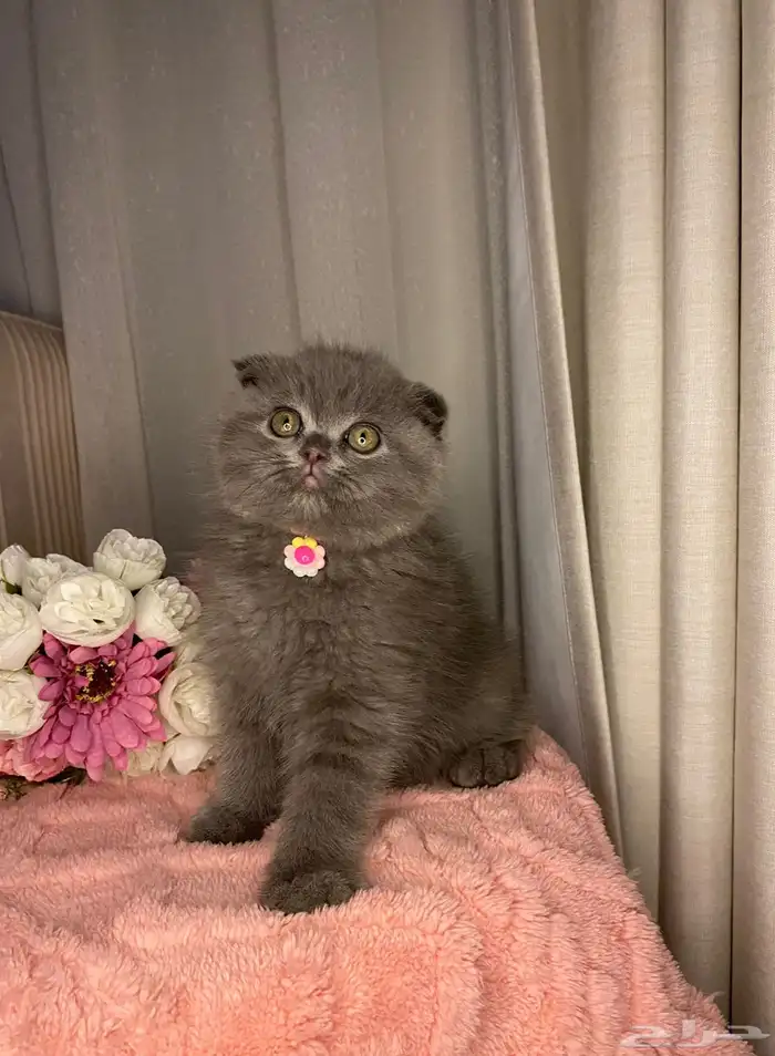 ذكر سكوتش تربل فولد للبيع 0