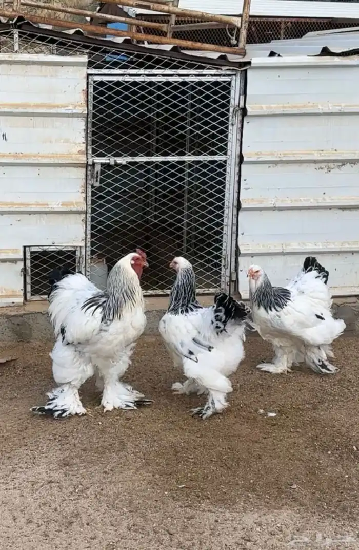 3 اطقم دجاج براهما للبيع 4
