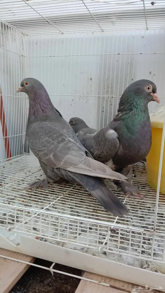 حمام تركي طحيني جوز بفروخه عروقه معقده 0