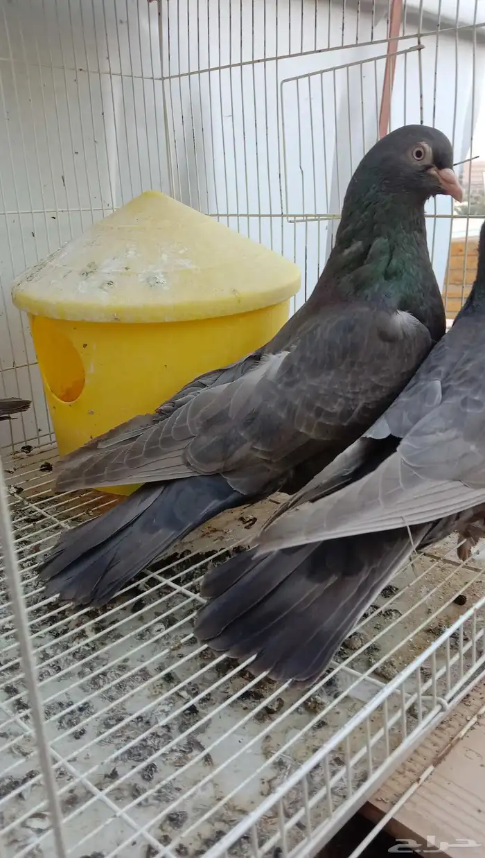 حمام تركي طحيني جوز بفروخه عروقه معقده 1