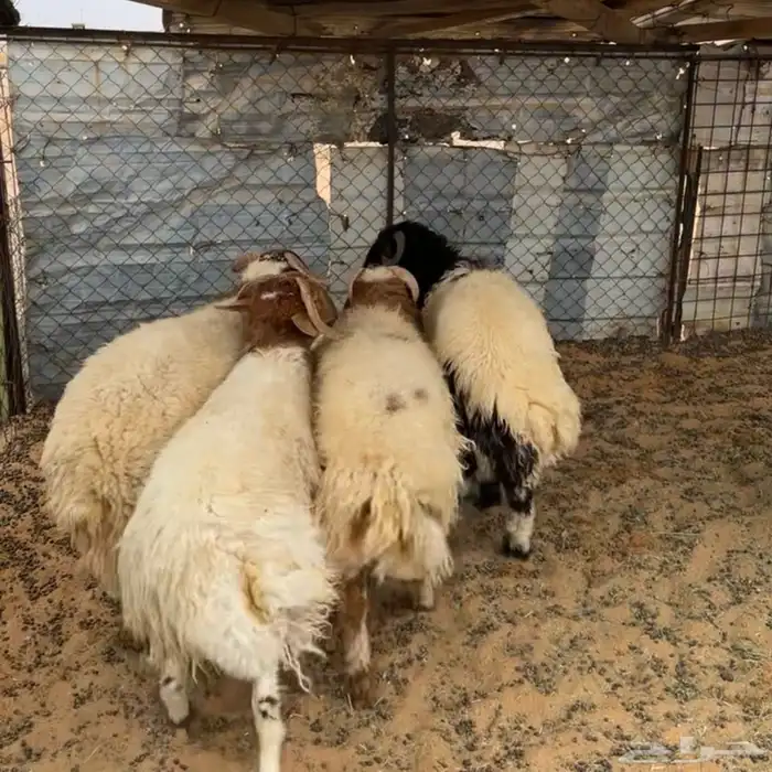 خرفان نعيم 0