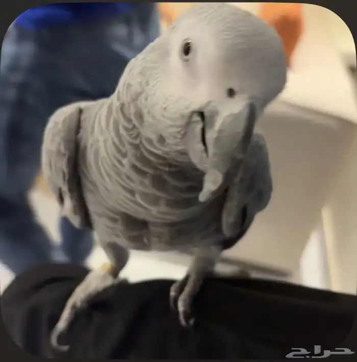 كاسكو مفقود حي الروضة 0