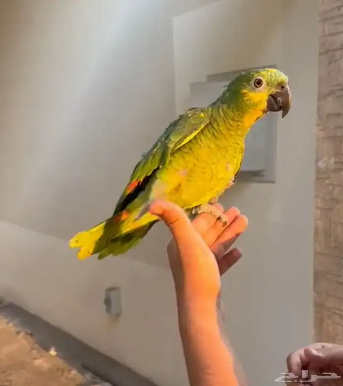 ببغاء امزوني بلو فرنتد 4