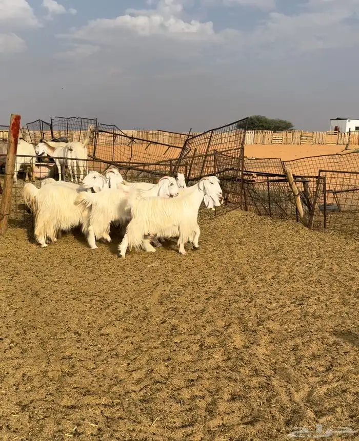 ماعز مصريات اصل 0