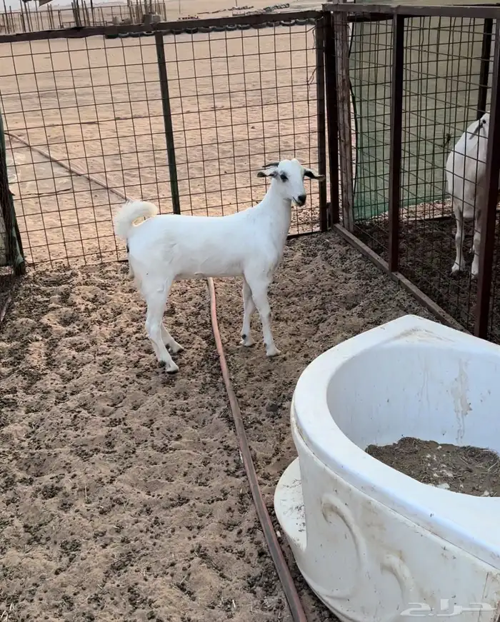 جفره بيشيه 0