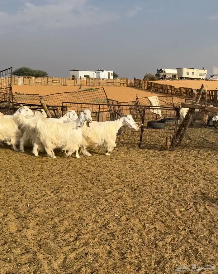 ماعز مصريات اصل 1