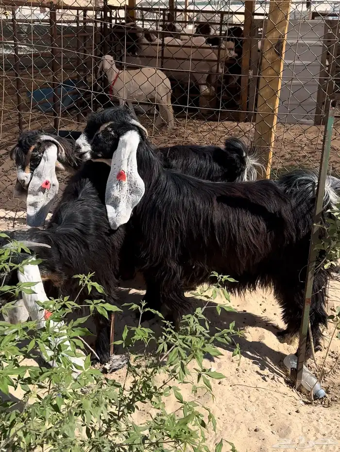 جفار عوارض طيبة 6