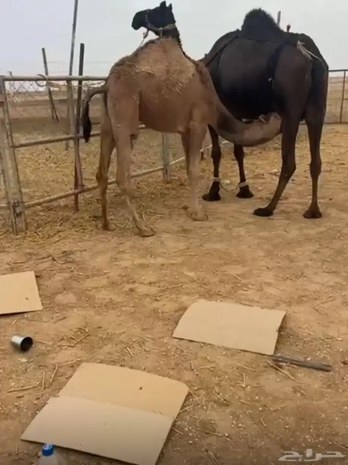 للبيع بكره وقعود ذبح لبنيت 2