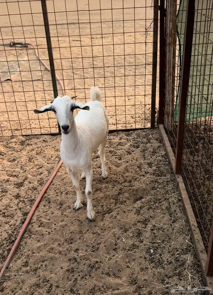 جفره بيشيه 1