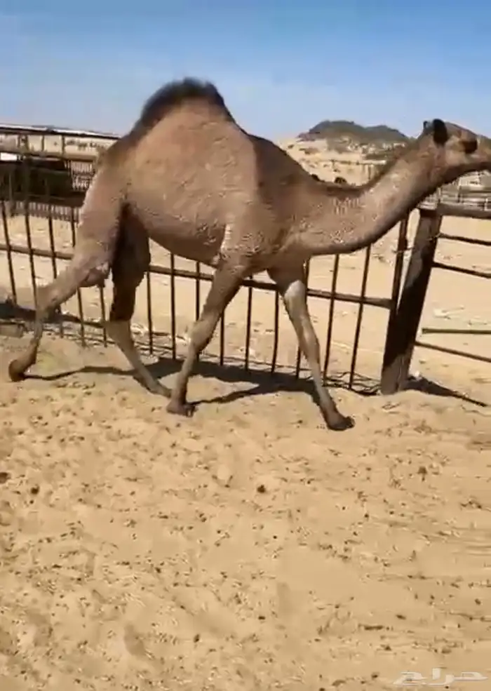 قعدان وبكار للبيع كفو فل مغلقه للبيع التواصل اتصال 4