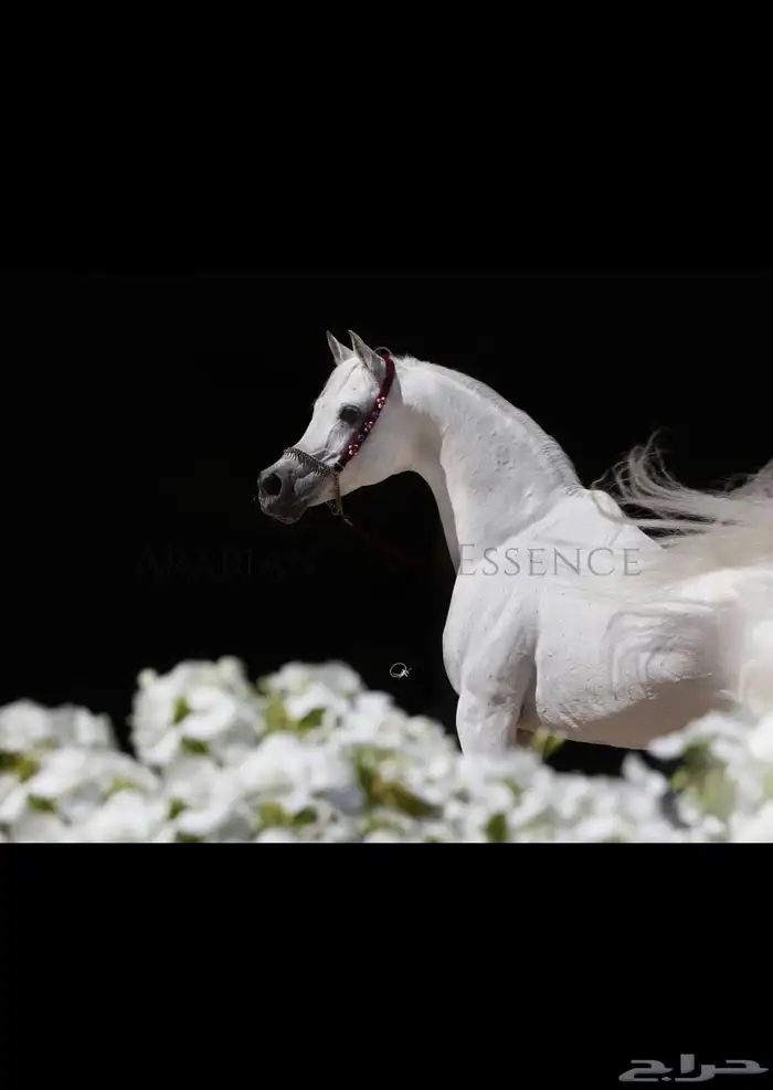 حصان عربي اصيل 3
