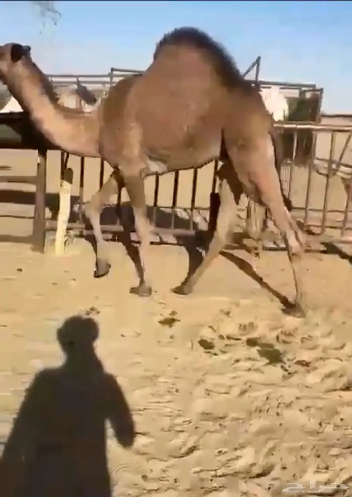 قعدان وبكار للبيع كفو فل مغلقه للبيع التواصل اتصال 2