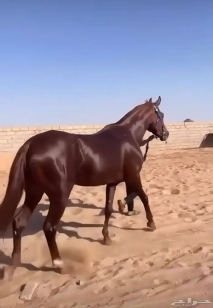 حصان واهو بأوراقه 0