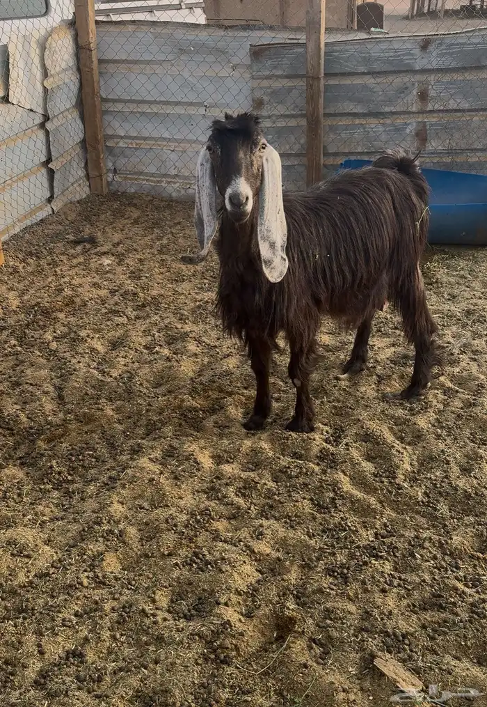 عنز عارضيه طيبه 0