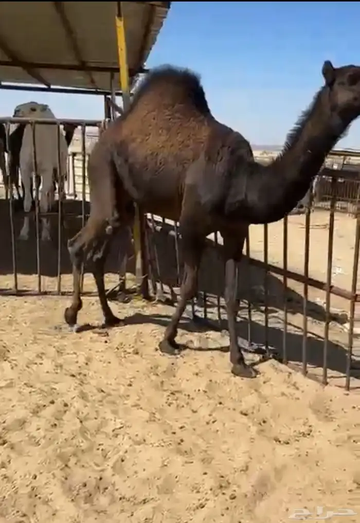 قعدان وبكار للبيع كفو فل مغلقه للبيع التواصل اتصال 0