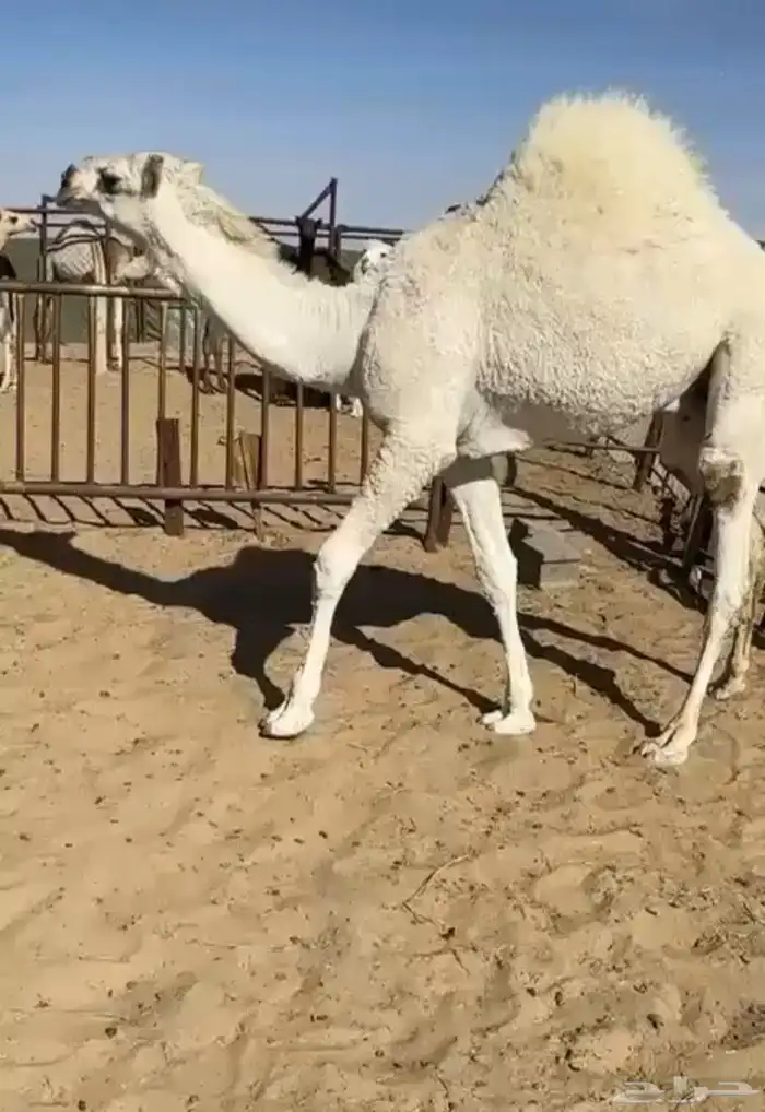 قعدان وبكار للبيع كفو فل مغلقه للبيع التواصل اتصال 3