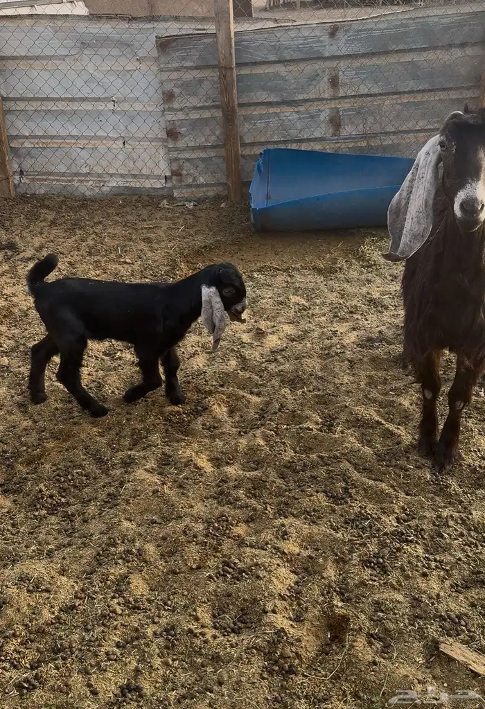 عنز عارضيه طيبه 1