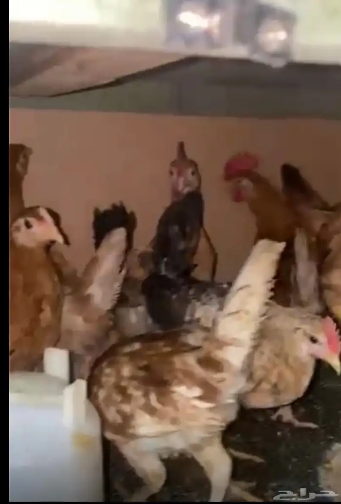 دجاج بلدي صحة الحمدلله شرط 1