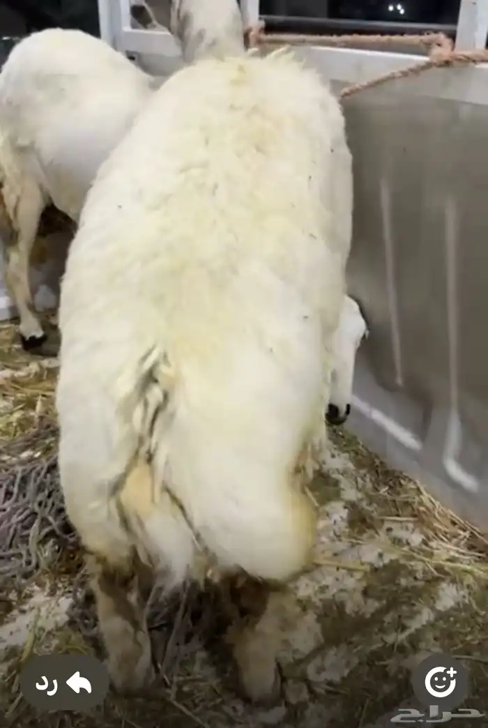 رخال ذبايح احد الابوين رفيدي والاخر حري 0