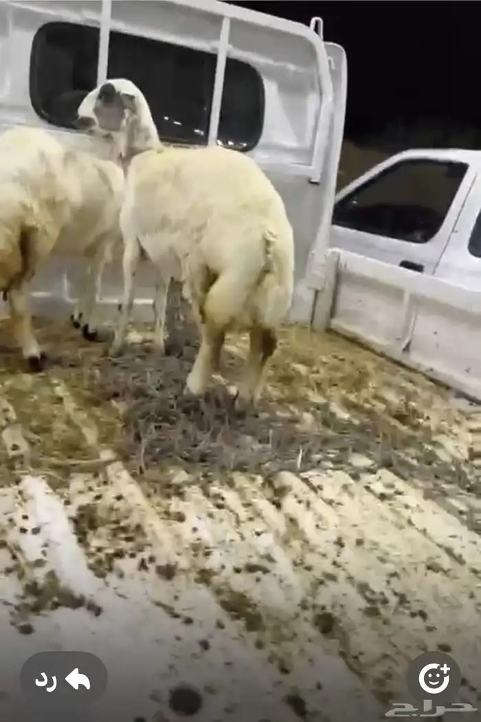 رخال ذبايح احد الابوين رفيدي والاخر حري 1