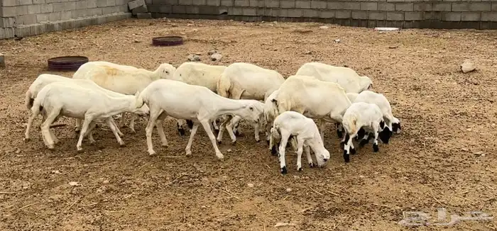 ضان رفد مواليد جذعات وثنيات 0