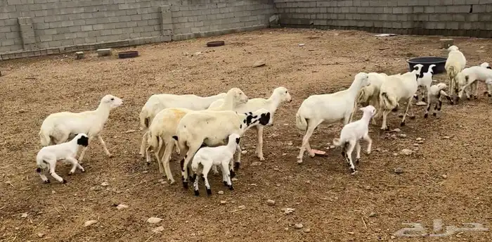 ضان رفد مواليد جذعات وثنيات 2