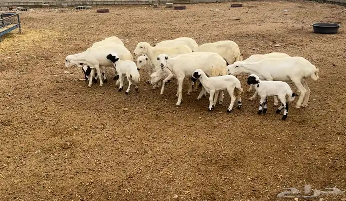 ضان رفد مواليد جذعات وثنيات 1